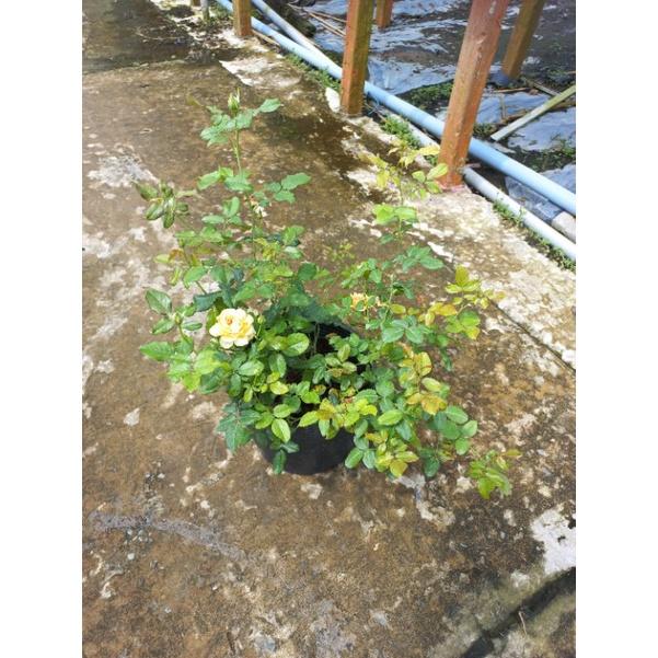 Hoa hồng cam masora, hồng ngoại, hồng bụi, thân gỗ, nguyên bản