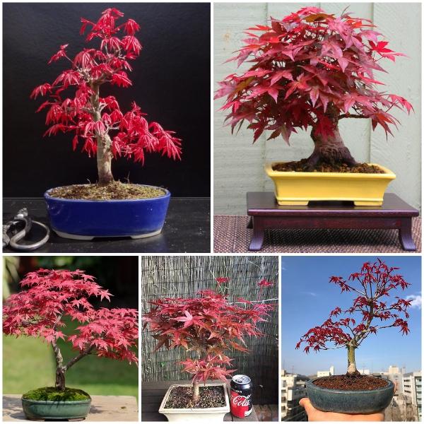 Hạt Giống Cây Phong Lá Đỏ -