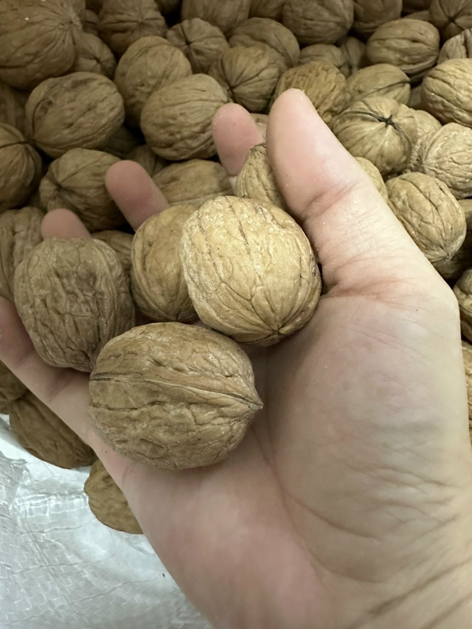 Quả Óc Chó Vàng Mỹ Nguyên Vỏ Chuẩn Hàng Nhập Khẩu, Không hôi dầu, Tặng dụng cụ tách vỏ