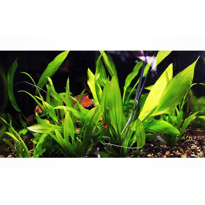 Kéo mù mũi cong cắt cây thủy sinh dài 25 cm