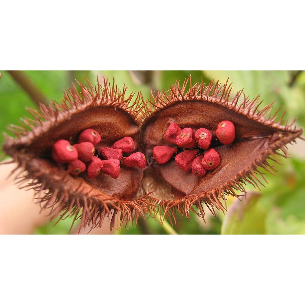 Combo 2 Túi Bột điều màu Ông Chà Và 500gr