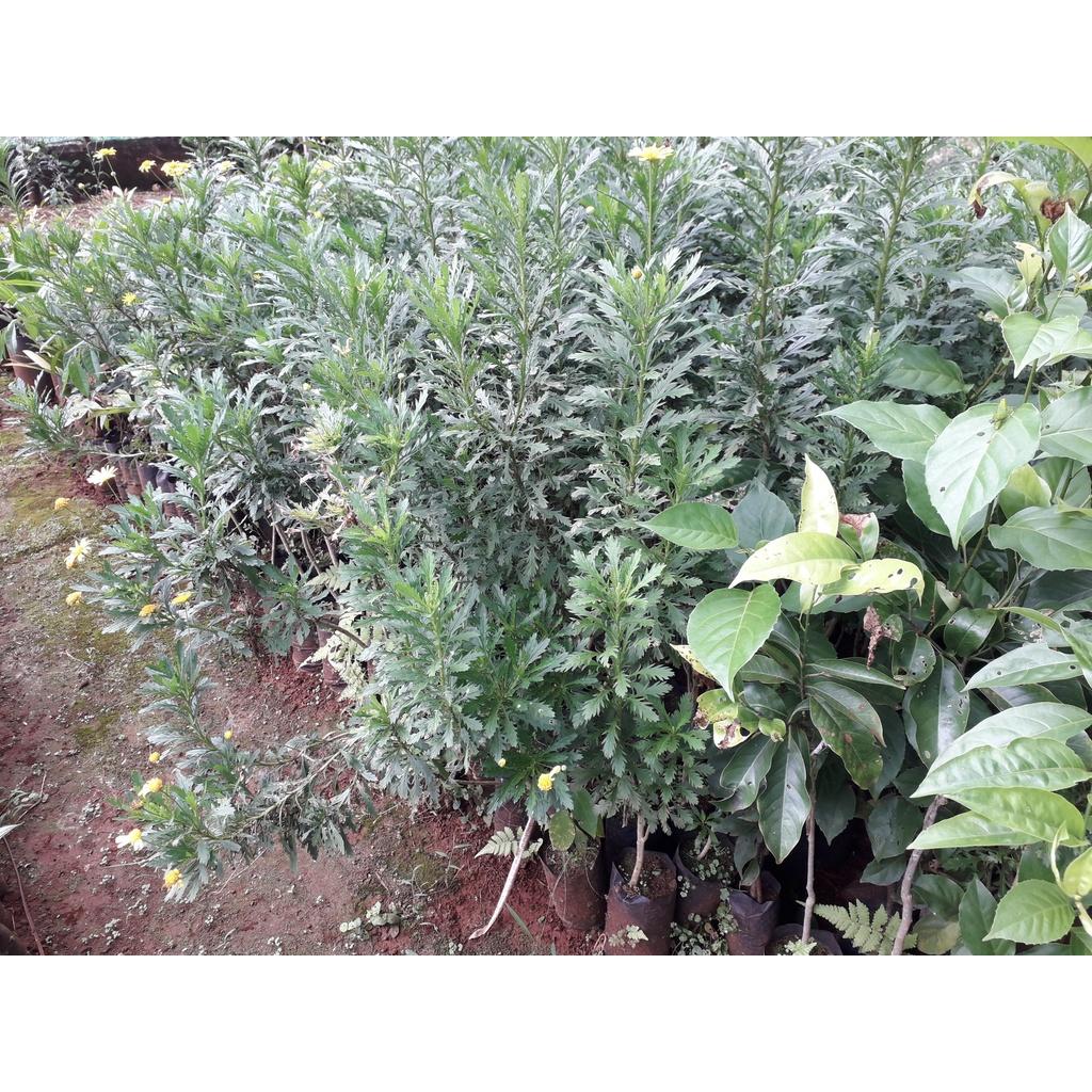 CÂY GIỐNG HOA CÚC THÂN GỖ CAO 1M NHƯ HÌNH
