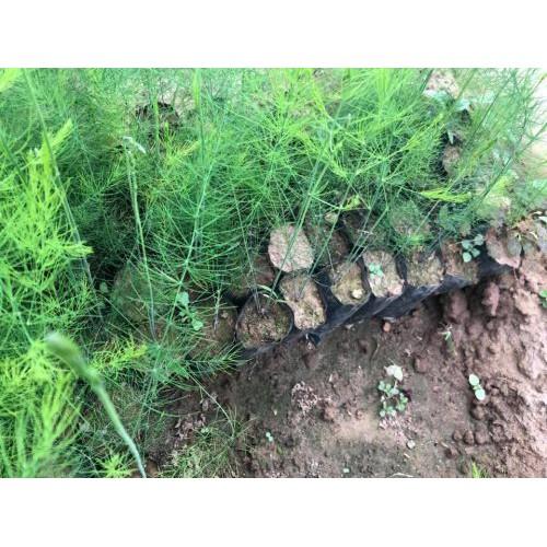 Hạt giống măng tây xanh F1