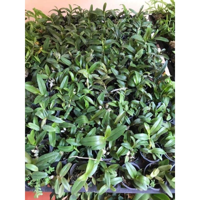 Nù tam bố cây giống