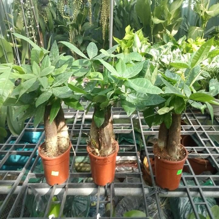 3 cây kim ngân cây đẹp chuẩn giống