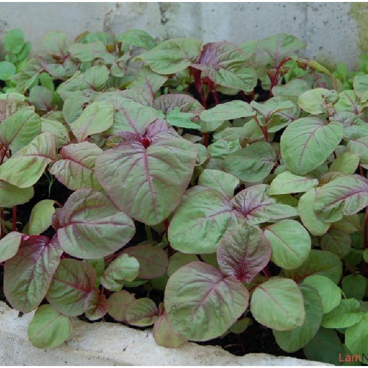 Hạt Giống Dền Tiều - Gói 1Kg