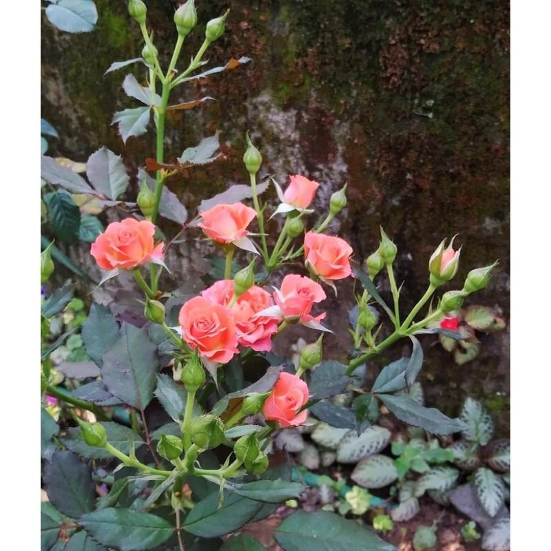 Chậu hoa hồng tỷ muội - siêng hoa