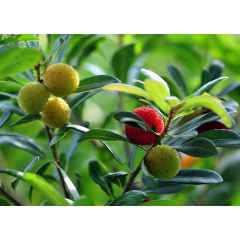 Cây giống thanh mai hay dâu rừng dễ trồng và chăm sóc.