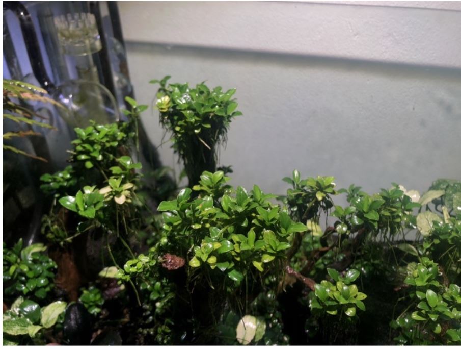 Phân nước Đa, Vi lượng TL