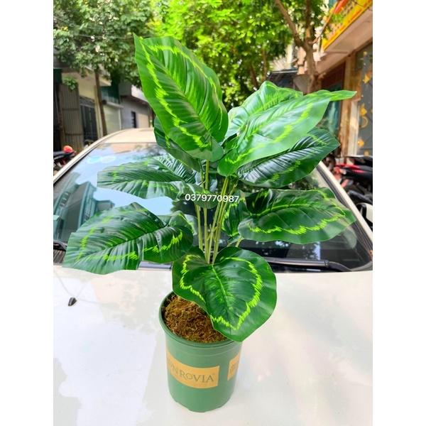 Cây giả - Cây lá xẻ 12 lá, cao 60cm kèm chậu