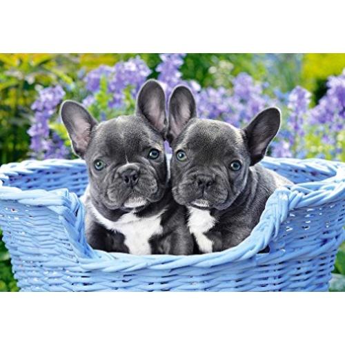 Xếp hình puzzle những chú chó Bulldog, Pháp 1000 mảnh CASTORLAND C-104246