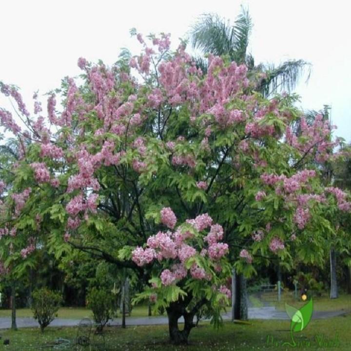Cây Giống Muồng Hoa Đào - Hoa siêu đẹp