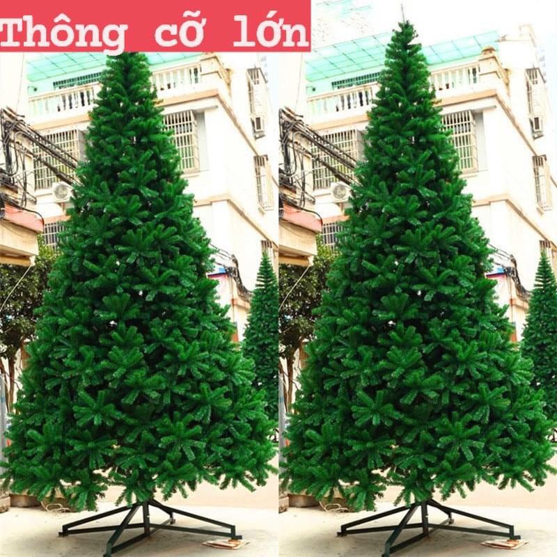 Cây thông xanh cớ lớn 4,5m- 5m