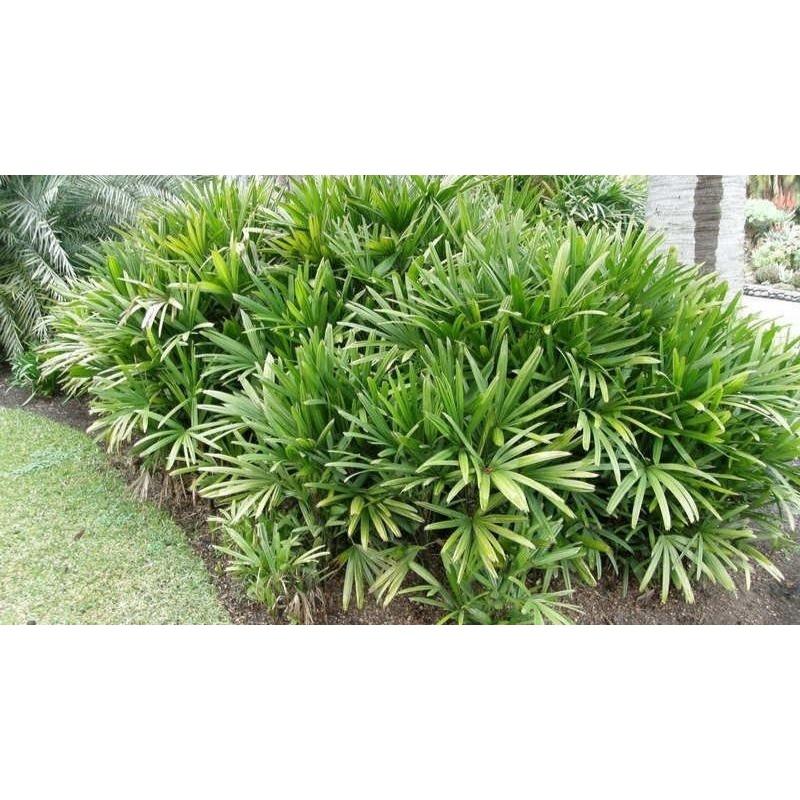 CÂY GIỐNG TRÚC MÂY