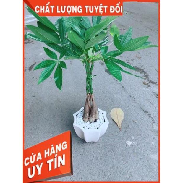 Chậu Kim Ngân 5 Thân Thắt Bính