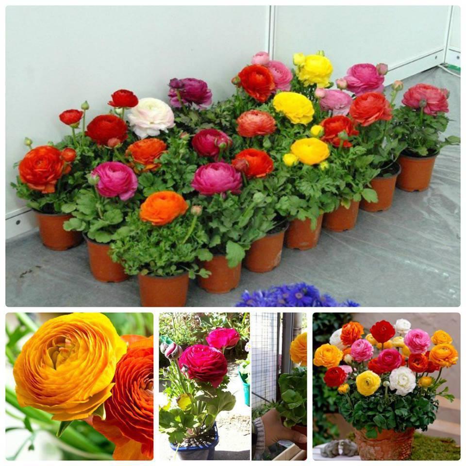 Combo 5 củ giống hoa mao lương mix màu - kèm 5 viên nén xơ dừa ươm củ