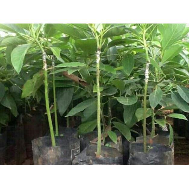 Cây giống bơ booth + Tặng 01 cây dâu da đất