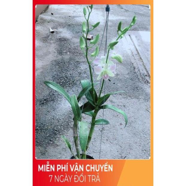 Lan Dendro Hồng Nhạt