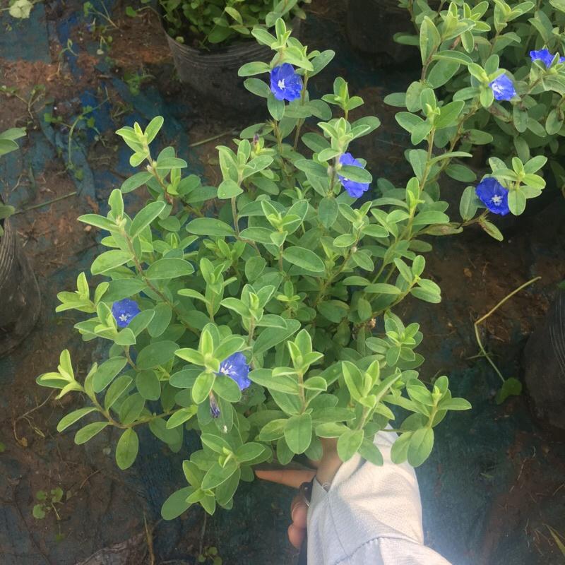 Cây hoa thanh tú trong bịch đen đã ra hoa và nụ ,cây trang trí ban công sân vườn