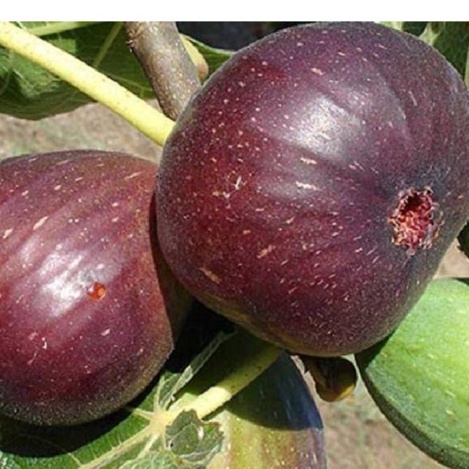 Combo 2 gói hạt giống sung mỹ ngọt --tặng kèm gói phân bón lót