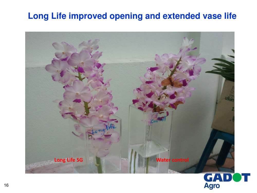 Dưỡng hoa tươi lâu Lọ 1kg hiệu Long life Israel dưỡng hoa tươi dùng cho shop hoa