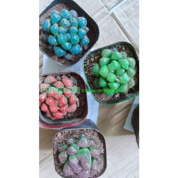 Chậu Sen Kim Cương Copi