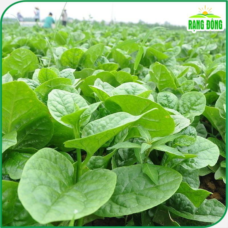 Hạt Giống Mồng Tơi Lá To Cao Sản, Dễ Trồng, Kháng Bệnh Tốt - Hạt giống Rạng Đông