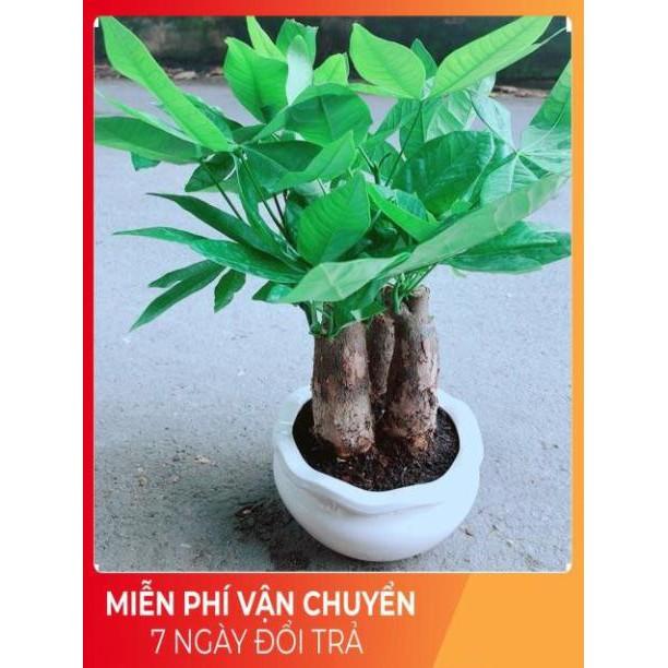 Kim Ngân 3 Thân Kèm Chậu Sứ Tròn