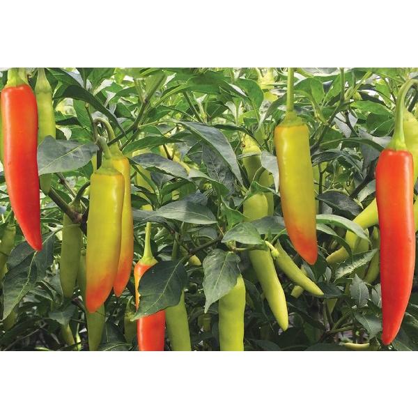 Hạt giống ớt sừng vàng châu phi CT309 - Gói 0.1gram