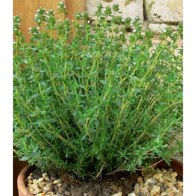 Hạt giống Cỏ Xạ Hương (Thyme) KNS3470 - Gói 100 hạt