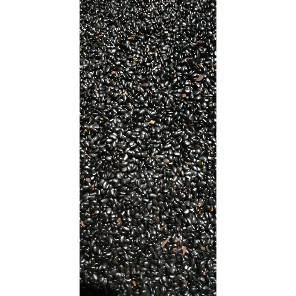HẠT GIỐNG Keo Tai Tượng ÚC