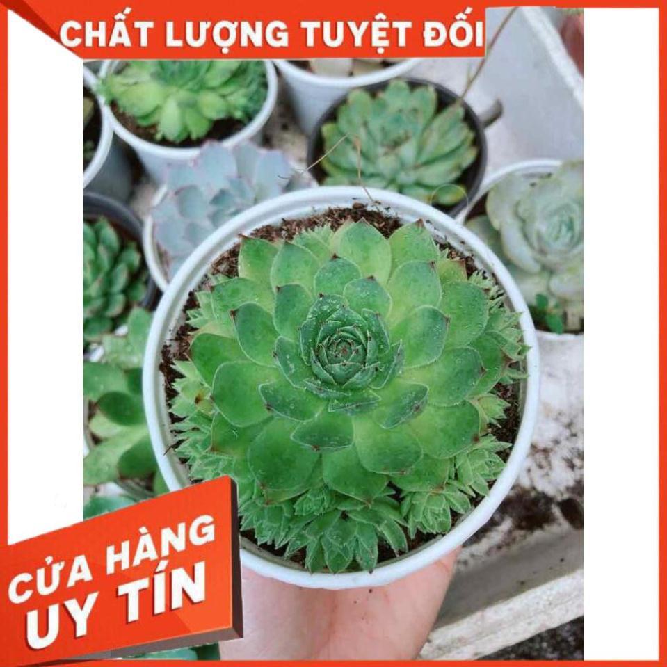 Sen đá phật bà  Nhiều Người Mua