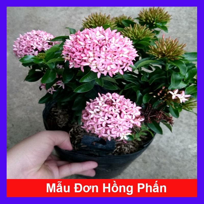 Cây Mẫu Đơn Hồng Phấn ( Bông Trang Hồng Phấn ) - Cây cảnh trang trí + Tặng phân bón cho cây mau lớn