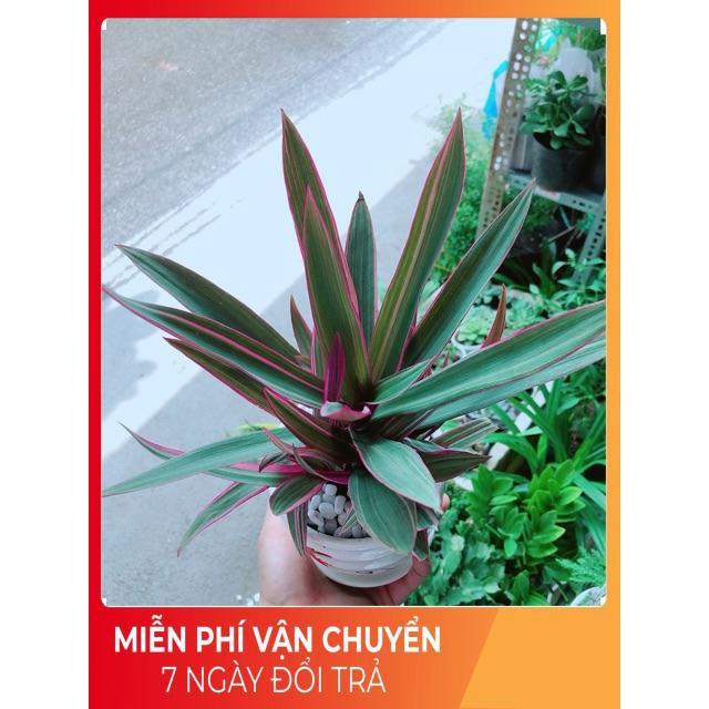 Chậu Cây Bảy Sắc Cầu Vòng