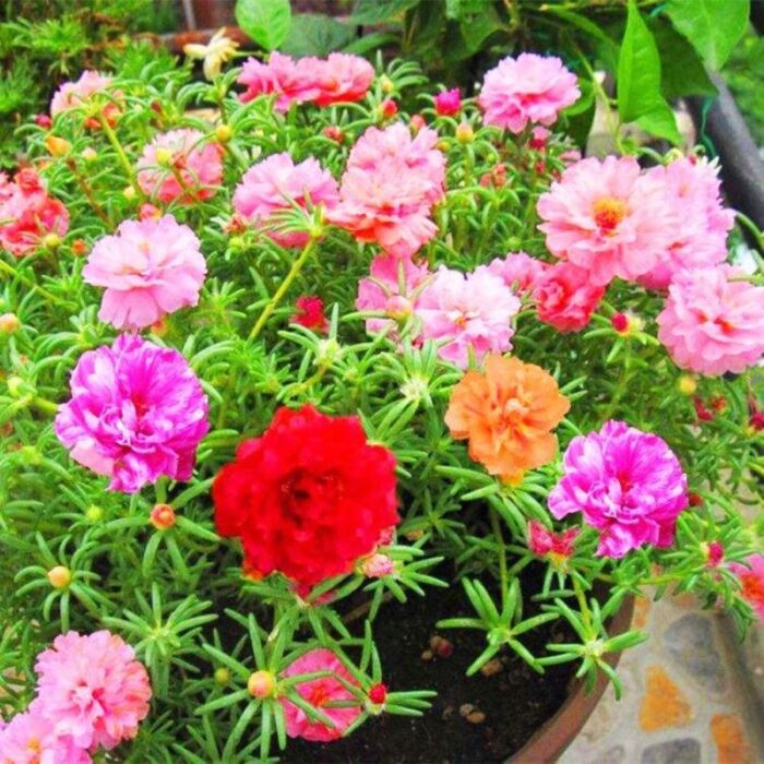Hạt giống hoa mười giờ mix Hạt giống hoa chất lượng