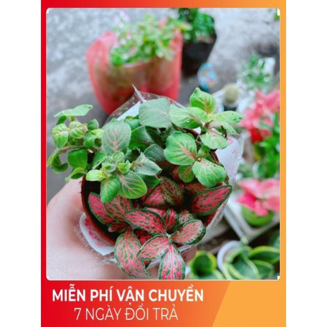 Chậu Cẩm Nhung