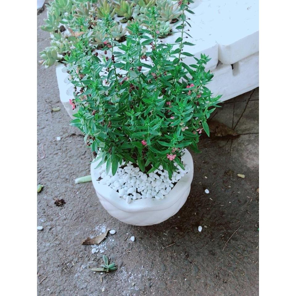 Chậu cây hoa lưu ly Bán Chạy