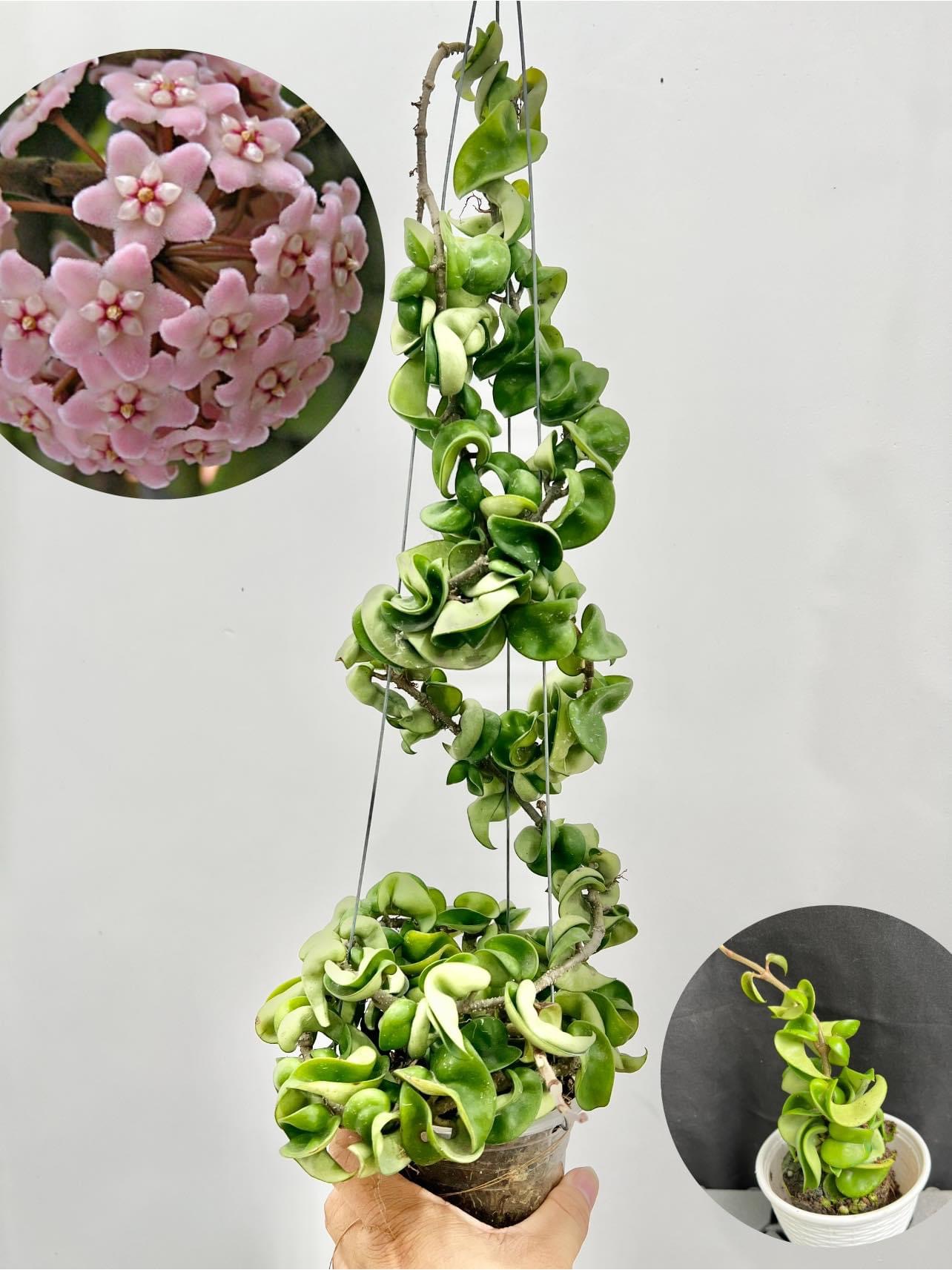 Chậu hoa Cẩm cù compacta la xoắn kích thước 20-35cm thân rủ