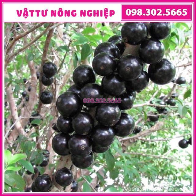 Cây giống nho thân gỗ tứ quý