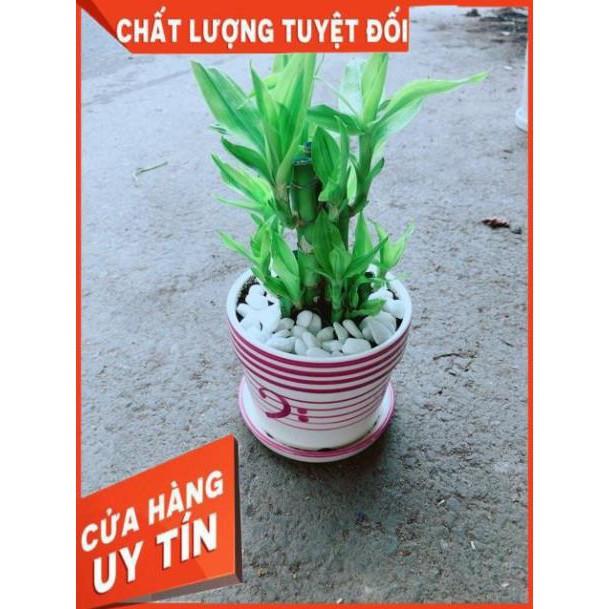 Chậu Trúc Phát Tài