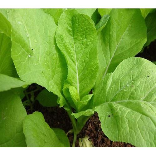 Combo 6 gói hạt giống rau cải mơ lùn-gói 10gram - tặng 1 phân bón lót