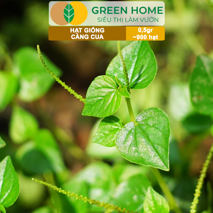 Hạt Giống Rau Càng Cua GreenHome, Gói 0,5gr~900 hạt, Dễ Chăm Sóc,Trồng Quanh Năm,Thu Hoạch Nhanh R27