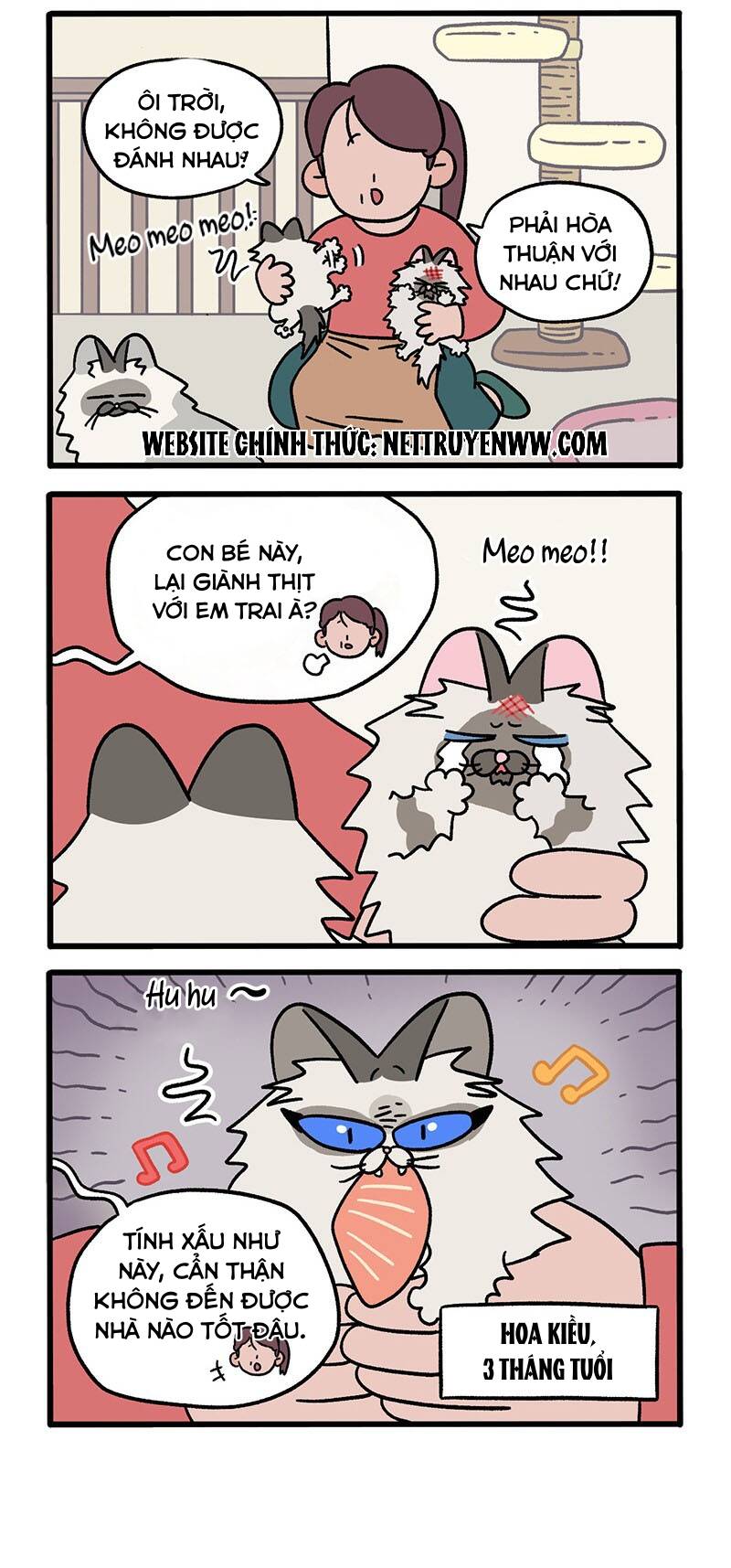 a mãn và mạch trà chapter 47 2