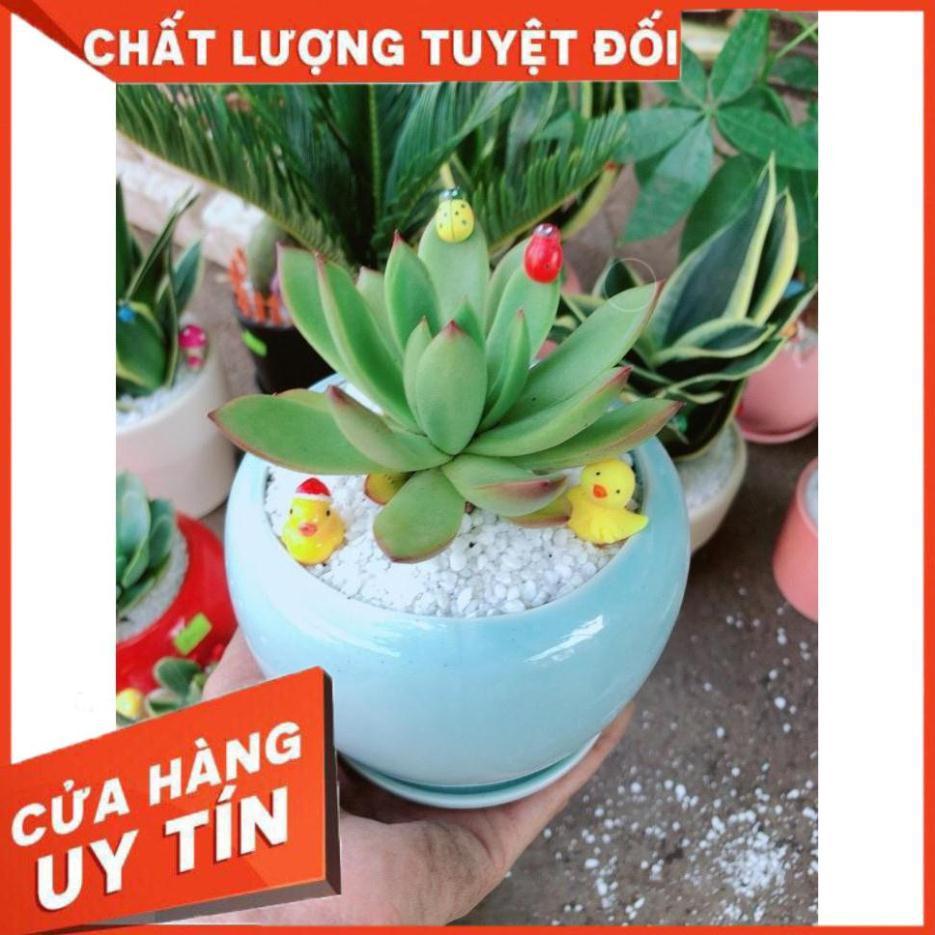 Chậu cây sen đá viền đỏ Nhiều Người Mua