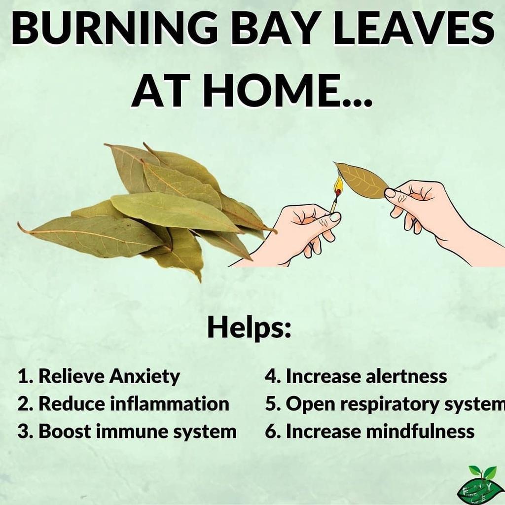 Lá Nguyệt Quế - Bay leaf may mắn (lá lành / lá vỡ) theo lựa chọn