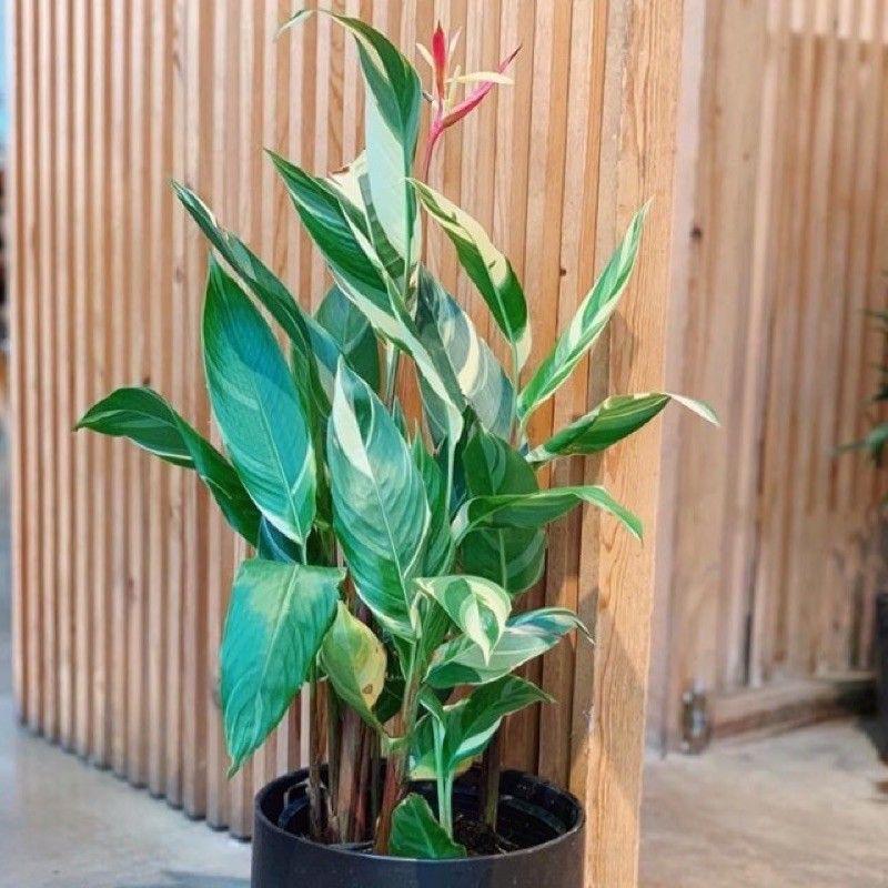 Chuối Thiên Điểu Cẩm Thạch