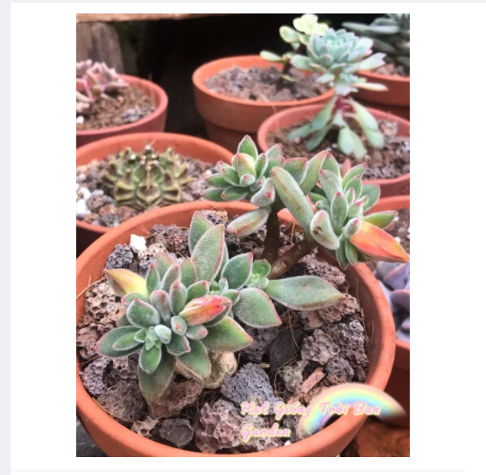 Chậu đất trồng sen đá