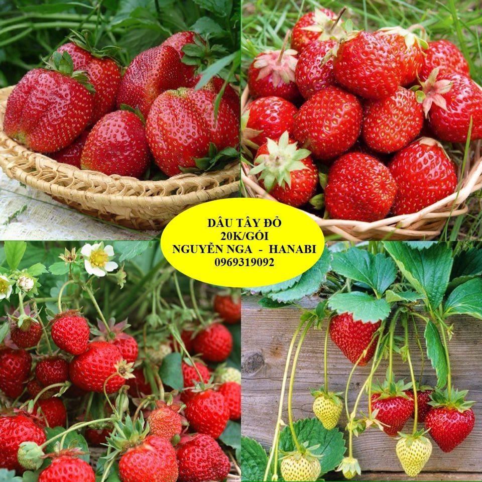 Hạt giống dâu tây đỏ