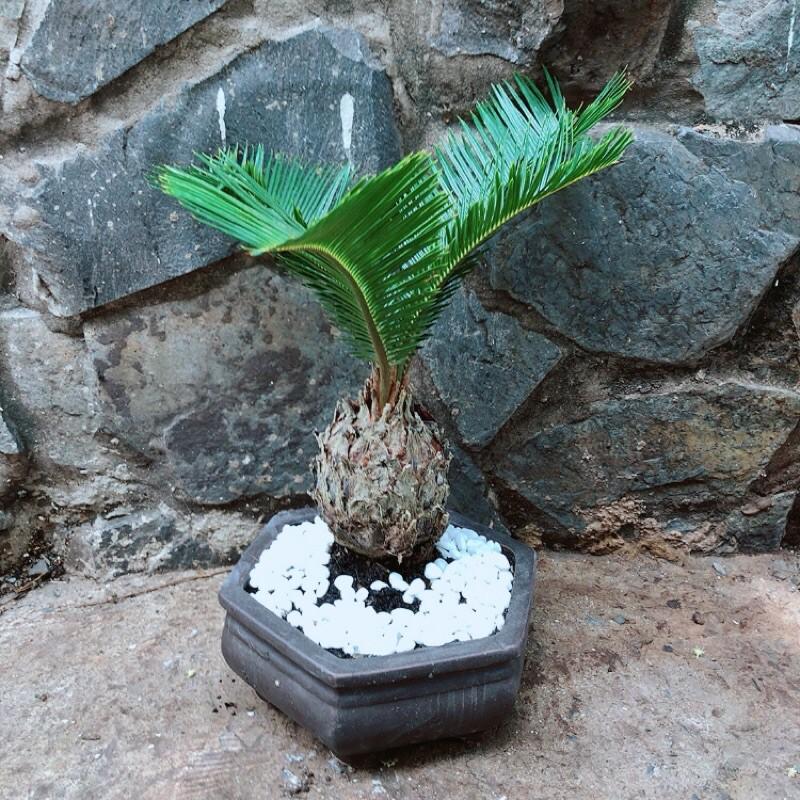 Cây Thiên Tuế Kèm Chậu Gốm Hàng Đẹp