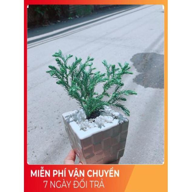 Chậu Tùng Tuyết